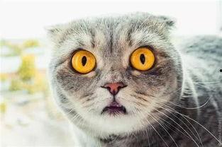 猫咪段视频在线视频